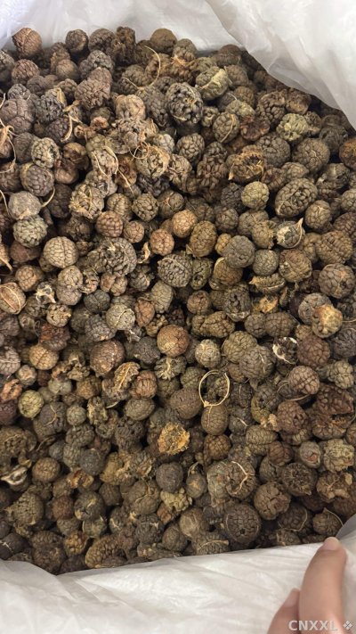 spice_5717540_d1ad50f2_3.jpg