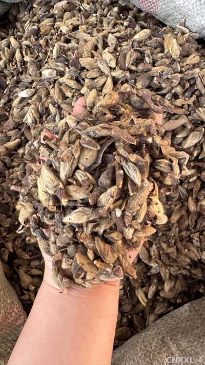 spice_5784644_9e2733e0_2.jpg