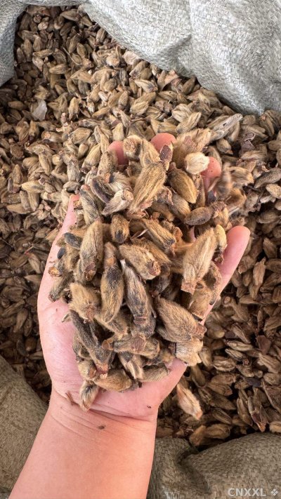 spice_5784646_2e3969f5_1.jpg
