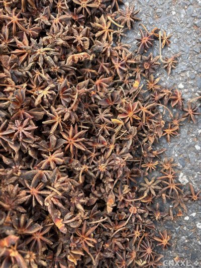 spice_5815650_1a92992a_3.jpg