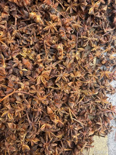 spice_5913896_58eb7415_3.jpg