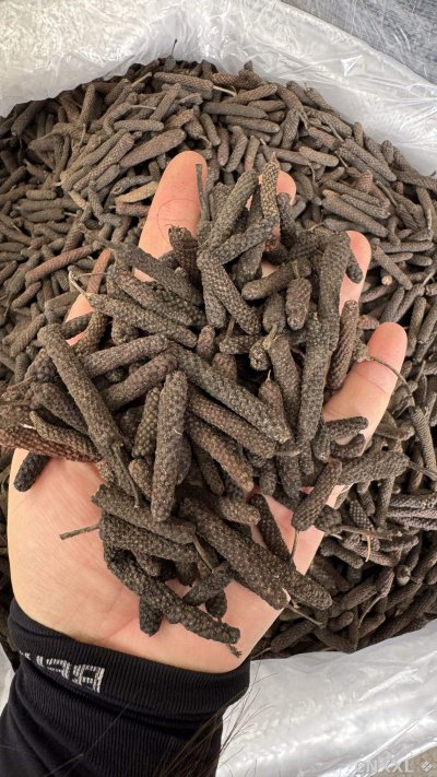 spice_5919092_1edd81f8_1.jpg