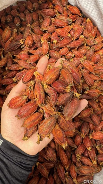spice_6157378_0f0b67c2_1.jpg