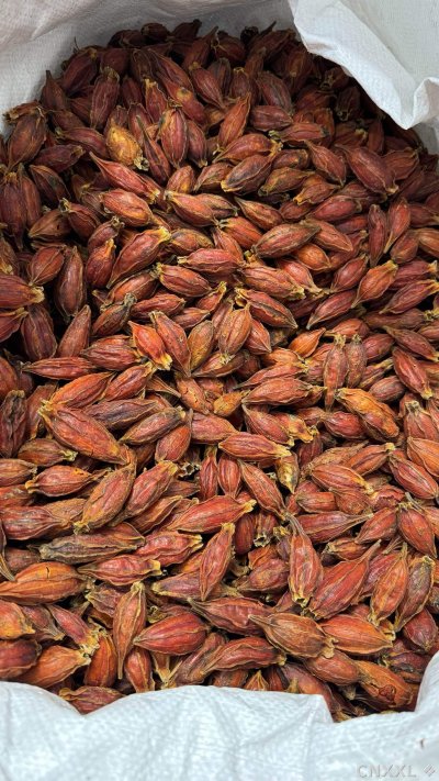 spice_6157378_ac7bc406_3.jpg