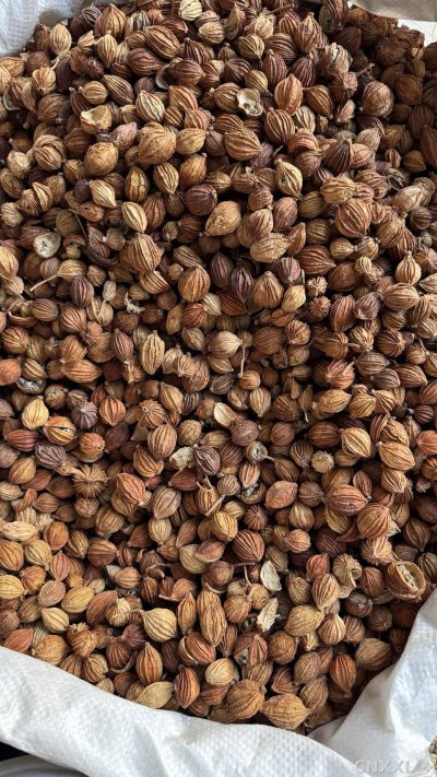 spice_6157379_673c100a_2.jpg