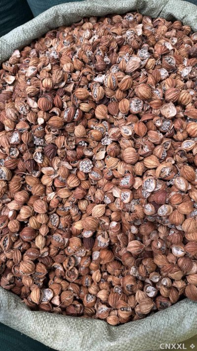 spice_6349508_630b42c5_3.jpg