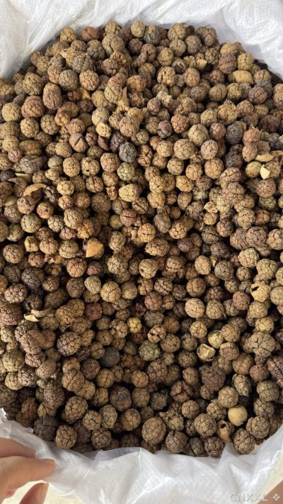 spice_6443152_79c06d8f_3.jpg