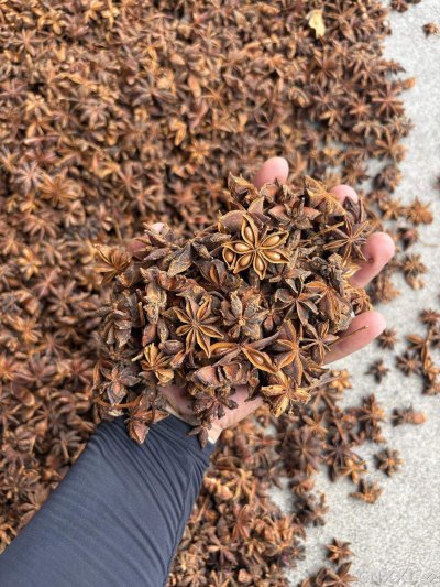 spice_6646130_87c4480a_1.jpg