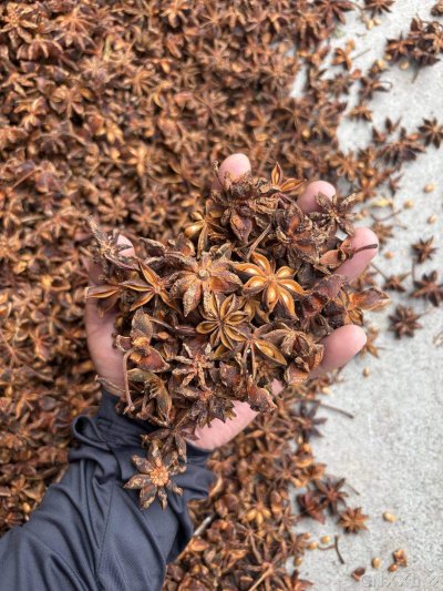 spice_6843787_bf80c00e_1.jpg