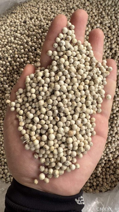 spice_6859385_aab7b250_1.jpg