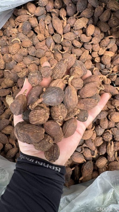 spice_8335_bf2c4dc9_2.jpg