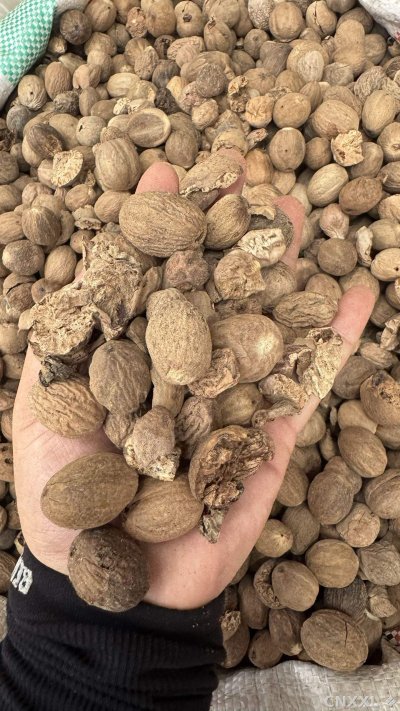 spice_8646_df5f06eb_1.jpg